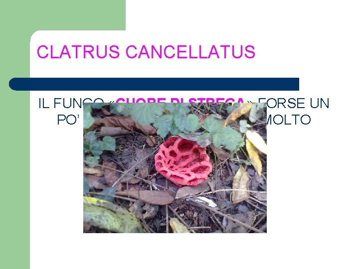 CLATRUS CANCELLATUS IL FUNGO «CUORE DI STREGA» FORSE UN PO’ INQUIETANTE, MA NON E’