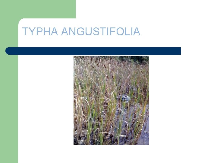 TYPHA ANGUSTIFOLIA 