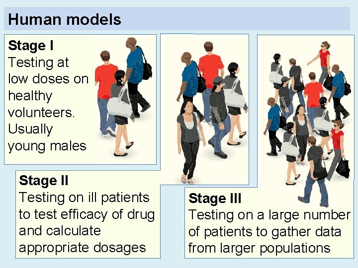 Human models Stage I Testing at low doses on healthy volunteers. Usually young males