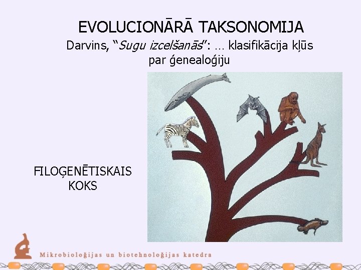 EVOLUCIONĀRĀ TAKSONOMIJA Darvins, “Sugu izcelšanās”: … klasifikācija kļūs par ģenealoģiju FILOĢENĒTISKAIS KOKS 