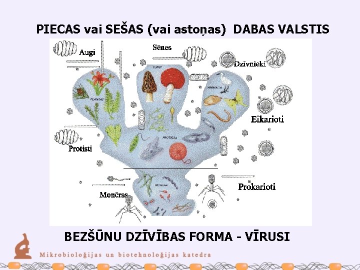 PIECAS vai SEŠAS (vai astoņas) DABAS VALSTIS Aļģes un protozoji Monēras BEZŠŪNU DZĪVĪBAS FORMA