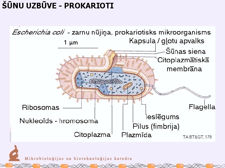 ŠŪNU UZBŪVE - PROKARIOTI 