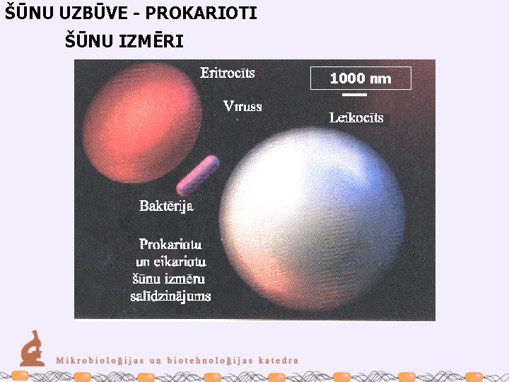 ŠŪNU UZBŪVE - PROKARIOTI ŠŪNU IZMĒRI 1000 nm 