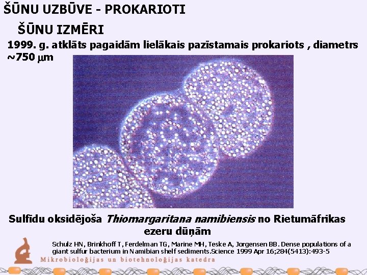 ŠŪNU UZBŪVE - PROKARIOTI ŠŪNU IZMĒRI 1999. g. atklāts pagaidām lielākais pazīstamais prokariots ,