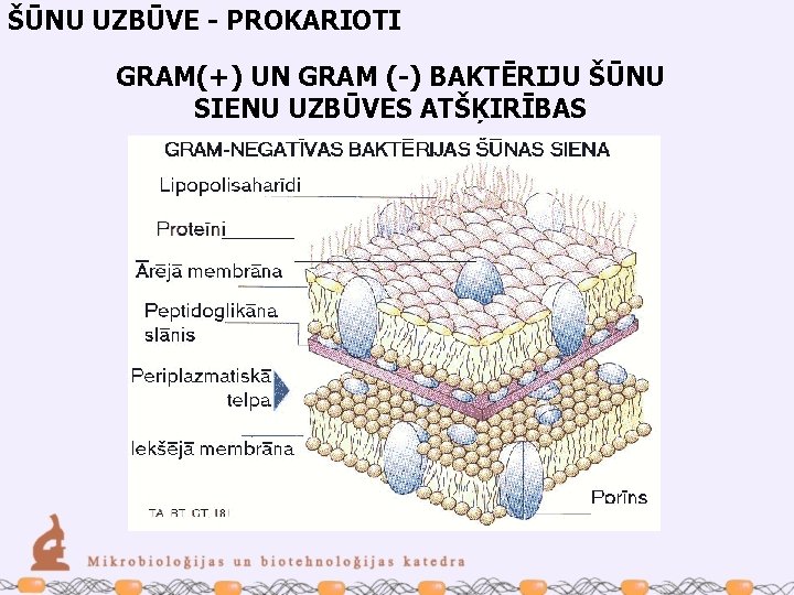 ŠŪNU UZBŪVE - PROKARIOTI GRAM(+) UN GRAM (-) BAKTĒRIJU ŠŪNU SIENU UZBŪVES ATŠĶIRĪBAS 