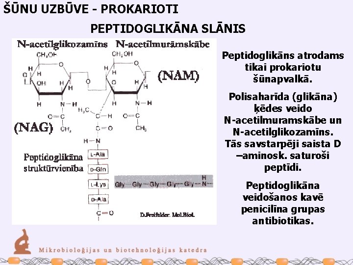 ŠŪNU UZBŪVE - PROKARIOTI PEPTIDOGLIKĀNA SLĀNIS Peptidoglikāns atrodams tikai prokariotu šūnapvalkā. Polisaharīda (glikāna) ķēdes