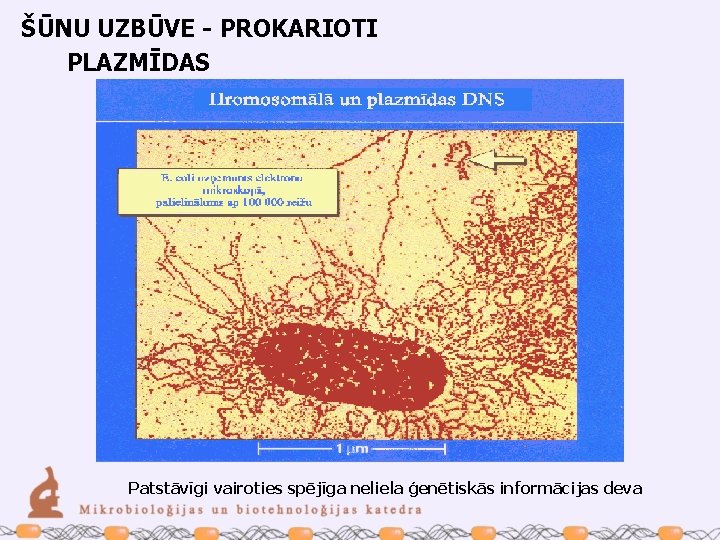 ŠŪNU UZBŪVE - PROKARIOTI PLAZMĪDAS Patstāvīgi vairoties spējīga neliela ģenētiskās informācijas deva 