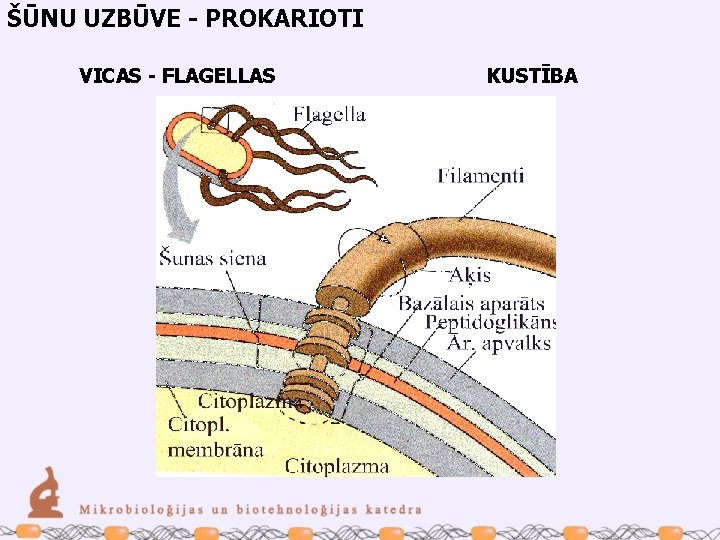 ŠŪNU UZBŪVE - PROKARIOTI VICAS - FLAGELLAS KUSTĪBA 