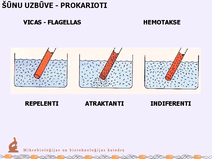 ŠŪNU UZBŪVE - PROKARIOTI VICAS - FLAGELLAS REPELENTI HEMOTAKSE ATRAKTANTI INDIFERENTI 