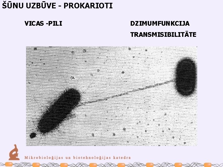 ŠŪNU UZBŪVE - PROKARIOTI VICAS -PILI DZIMUMFUNKCIJA TRANSMISIBILITĀTE 