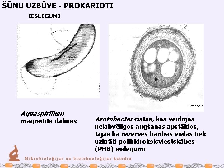 ŠŪNU UZBŪVE - PROKARIOTI IESLĒGUMI Aquaspirillum magnetīta daļiņas Azotobacter cistās, kas veidojas nelabvēlīgos augšanas