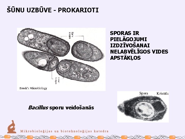 ŠŪNU UZBŪVE - PROKARIOTI SPORAS IR PIELĀGOJUMI IZDZĪVOŠANAI NELABVĒLĪGOS VIDES APSTĀKĻOS Bacillus sporu veidošanās