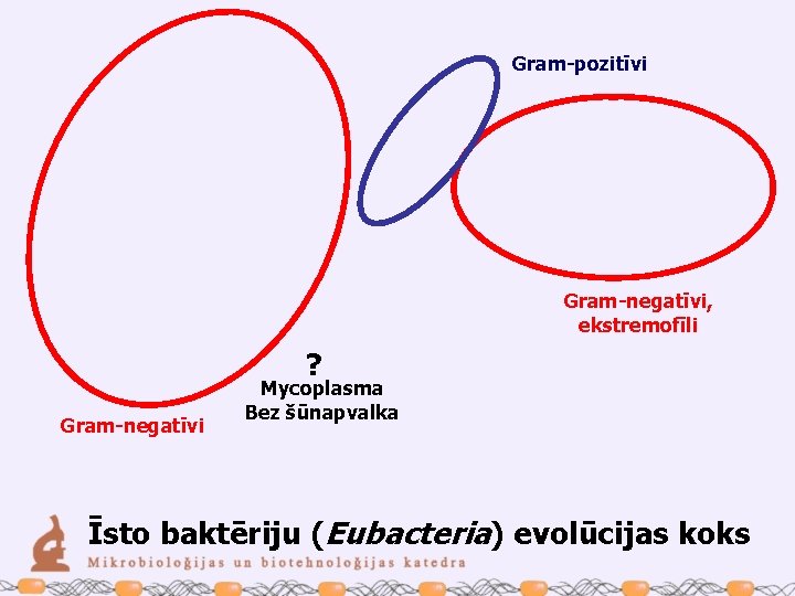 Gram-pozitīvi Gram-negatīvi, ekstremofīli ? Gram-negatīvi Mycoplasma Bez šūnapvalka Īsto baktēriju (Eubacteria) evolūcijas koks 