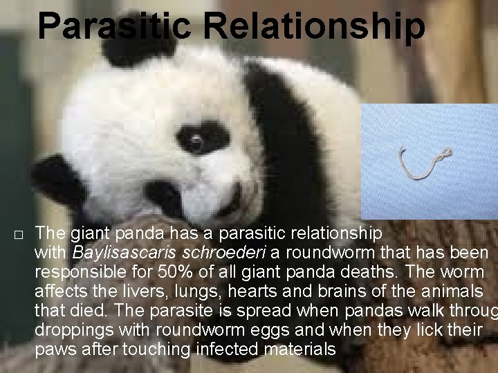 Parasitic Relationship � The giant panda has a parasitic relationship with Baylisascaris schroederi a