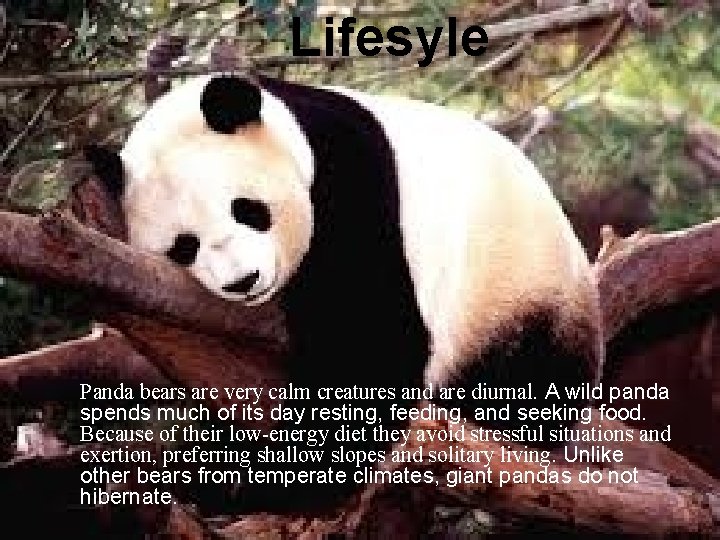 Lifesyle Panda bears are very calm creatures and are diurnal. A wild panda spends