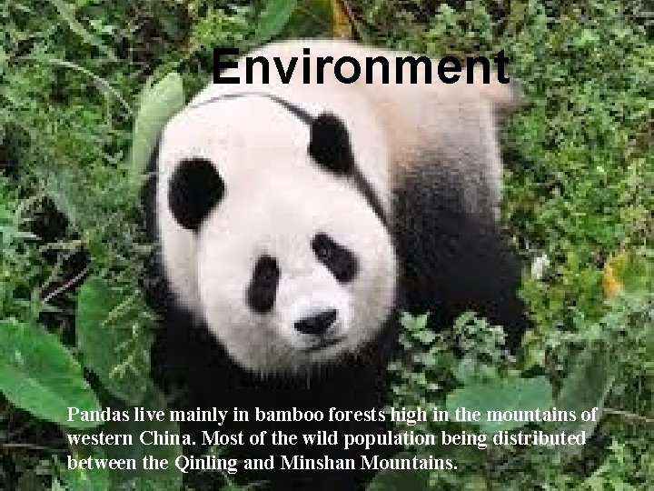 Environment Pandas live mainly in bamboo forests high in the mountains of western China.