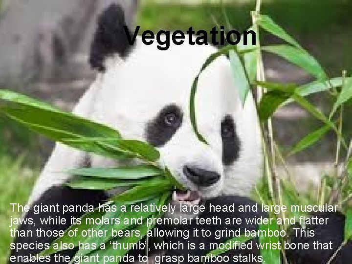 Vegetation The giant panda has a relatively large head and large muscular jaws, while