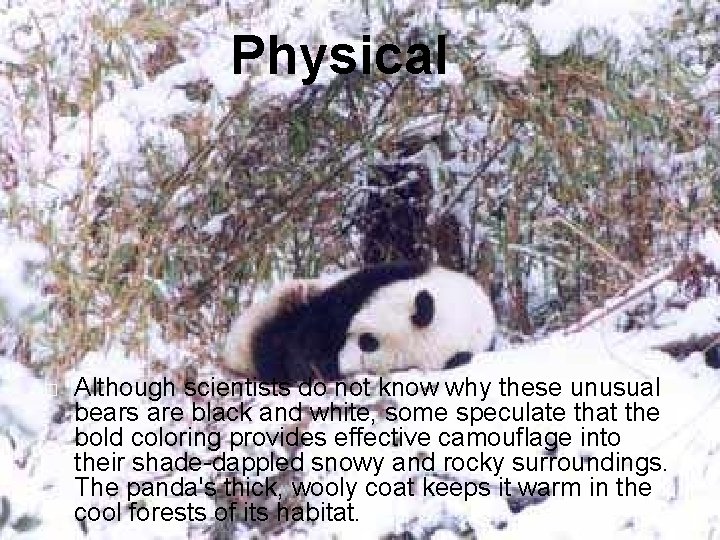 Physical � Although scientists do not know why these unusual bears are black and