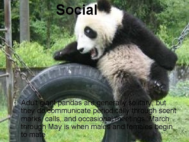 Social � Adult giant pandas are generally solitary, but they do communicate periodically through