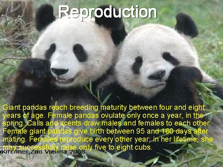 Reproduction Giant pandas reach breeding maturity between four and eight years of age. Female