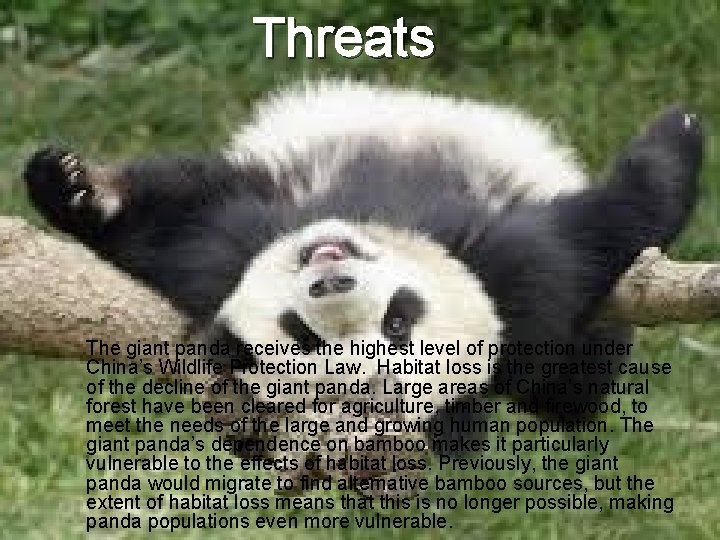 Threats The giant panda receives the highest level of protection under China’s Wildlife Protection