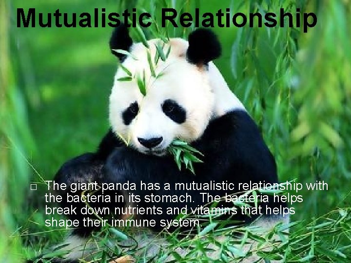 Mutualistic Relationship � The giant panda has a mutualistic relationship with the bacteria in