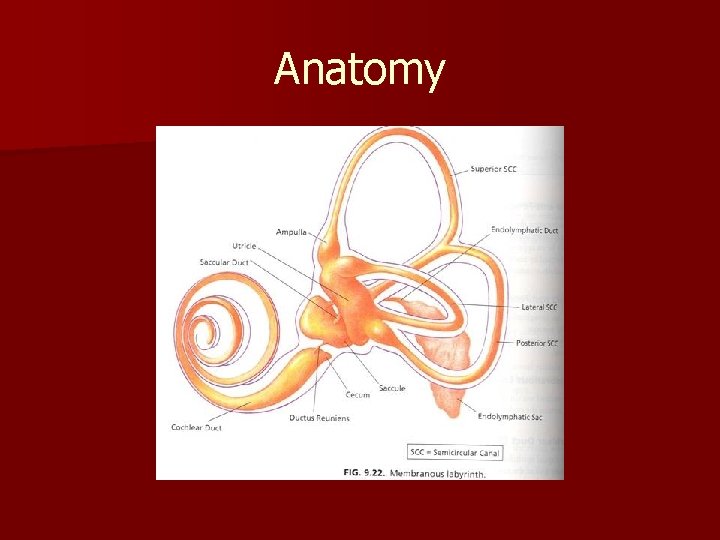 Anatomy 