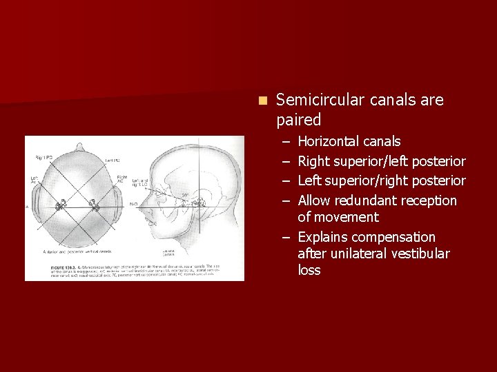 n Semicircular canals are paired – – Horizontal canals Right superior/left posterior Left superior/right