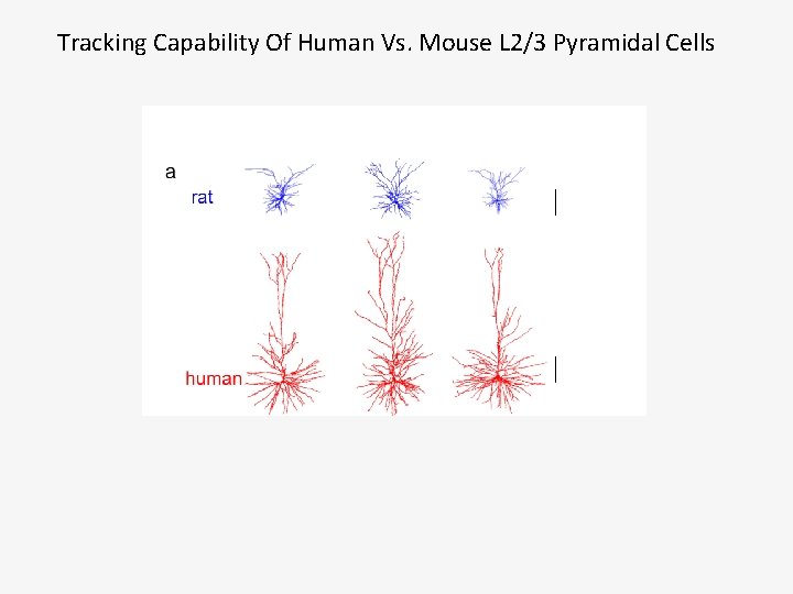 Tracking Capability Of Human Vs. Mouse L 2/3 Pyramidal Cells 