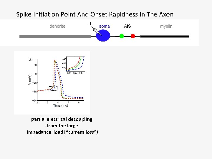 Spike Initiation Point And Onset Rapidness In The Axon partial electrical decoupling from the