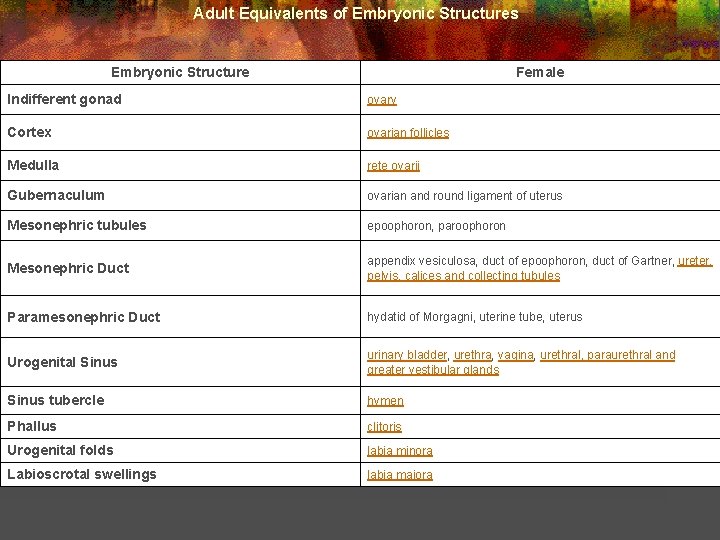 Adult Equivalents of Embryonic Structures Embryonic Structure Female Indifferent gonad ovary Cortex ovarian follicles