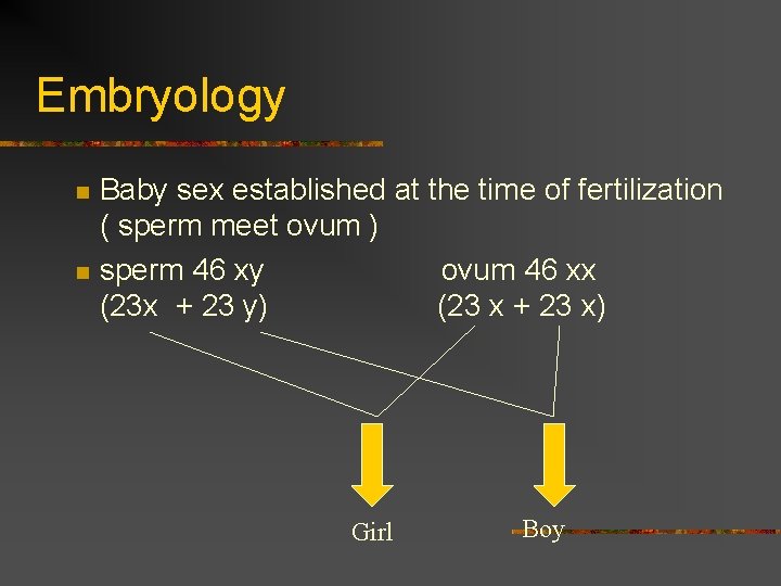 Embryology n n Baby sex established at the time of fertilization ( sperm meet