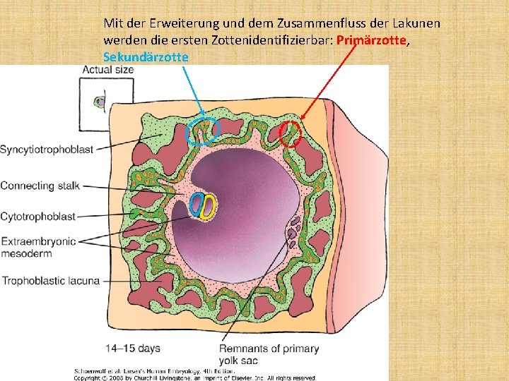 Mit der Erweiterung und dem Zusammenfluss der Lakunen werden die ersten Zottenidentifizierbar: Primärzotte, Sekundärzotte