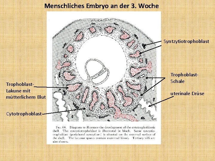 Menschliches Embryo an der 3. Woche Syntzytiotrophoblast Trophoblast. Lakune mit mütterlichem Blut Cytotrophoblast Trophoblast.