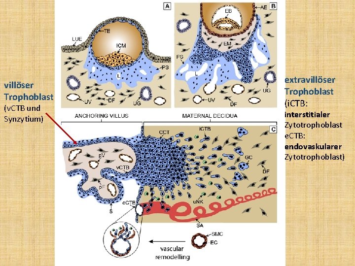 villöser Trophoblast (v. CTB und Synzytium) extravillöser Trophoblast (i. CTB: interstitialer Zytotrophoblast e. CTB: