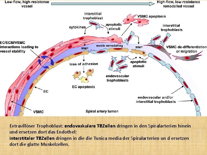 Extravillöser Trophoblast: endovaskulare TBZellen dringen in den Spiralarterien hinein und ersetzen dort das Endothel;