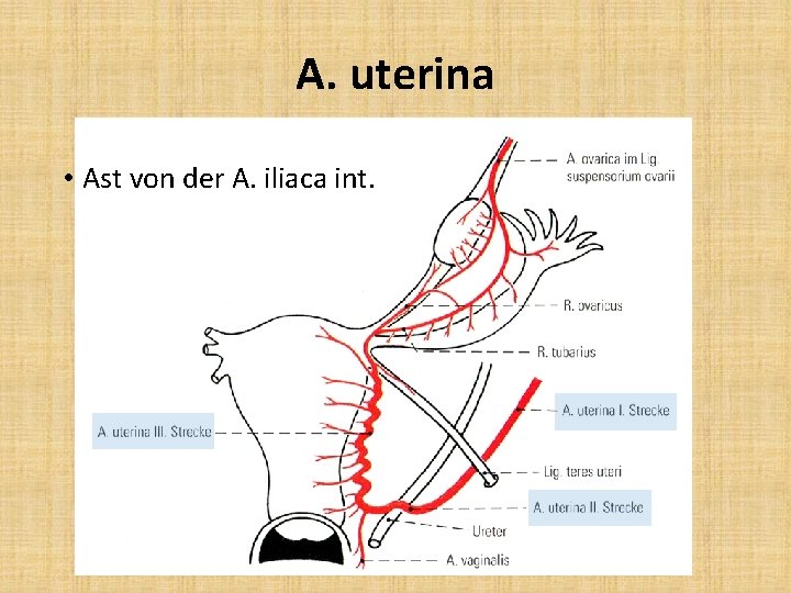 A. uterina • Ast von der A. iliaca int. 