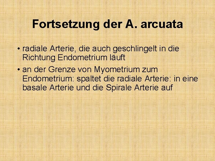 Fortsetzung der A. arcuata • radiale Arterie, die auch geschlingelt in die Richtung Endometrium