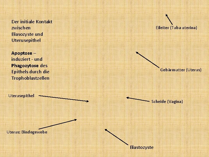 Der initiale Kontakt zwischen Blasozyste und Uterusepithel Eileiter (Tuba uterina) Apoptose – induziert -