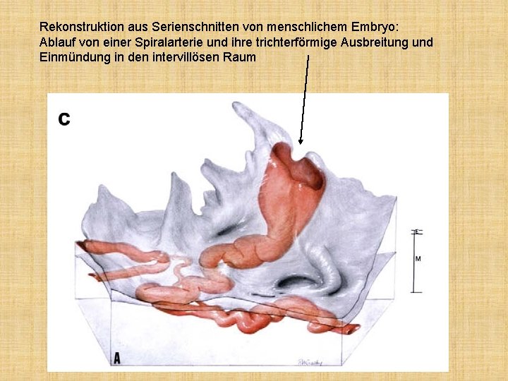 Rekonstruktion aus Serienschnitten von menschlichem Embryo: Ablauf von einer Spiralarterie und ihre trichterförmige Ausbreitung