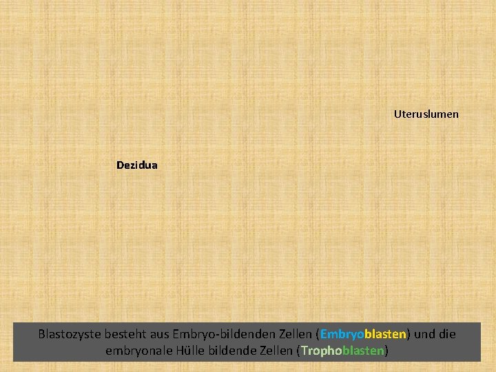 Uteruslumen Dezidua Blastozyste besteht aus Embryo-bildenden Zellen (Embryoblasten) und die embryonale Hülle bildende Zellen