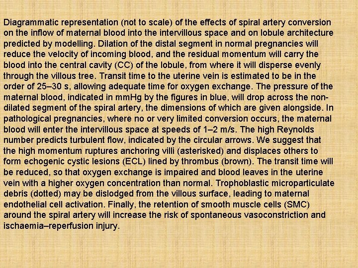 Diagrammatic representation (not to scale) of the effects of spiral artery conversion on the