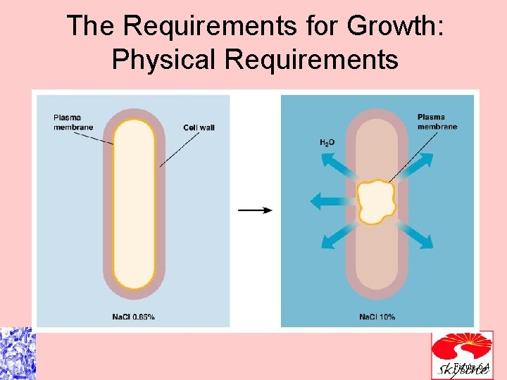 The Requirements for Growth: Physical Requirements Figure 6. 4 