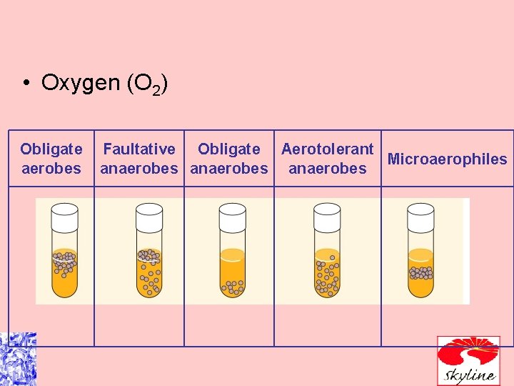  • Oxygen (O 2) Obligate aerobes Faultative Obligate Aerotolerant Microaerophiles anaerobes 