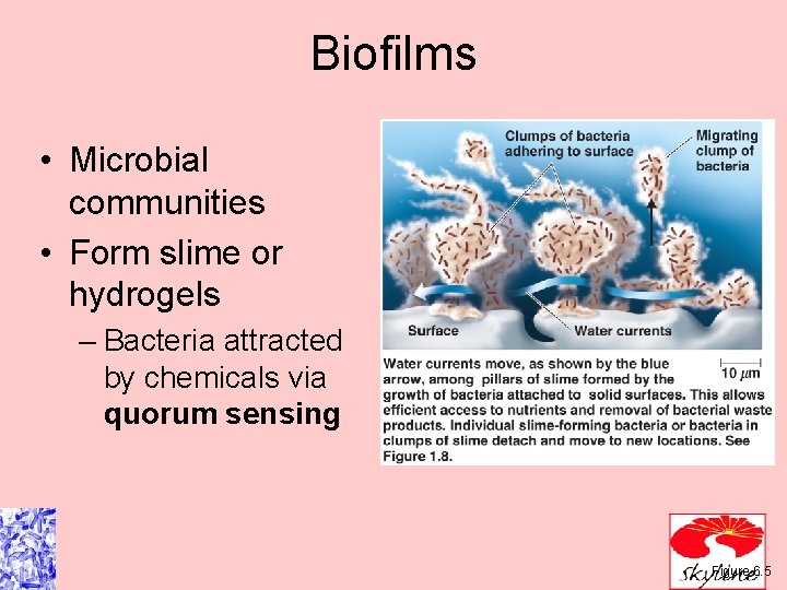 Biofilms • Microbial communities • Form slime or hydrogels – Bacteria attracted by chemicals