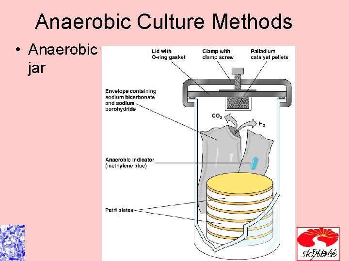 Anaerobic Culture Methods • Anaerobic jar Figure 6. 5 