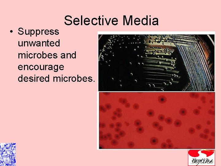 Selective Media • Suppress unwanted microbes and encourage desired microbes. Figure 6. 9 b,