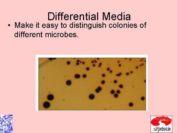 Differential Media • Make it easy to distinguish colonies of different microbes. Figure 6.