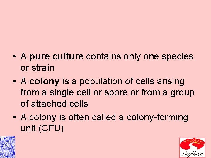  • A pure culture contains only one species or strain • A colony