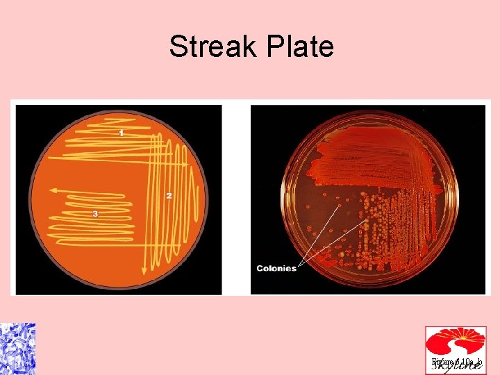 Streak Plate Figure 6. 10 a, b 